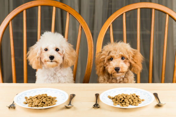 Tips & Tricks to Make Your Dog Eat Healthy