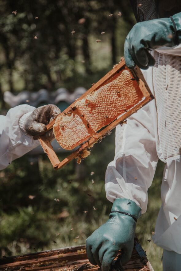 Discovering The Benefits Of Manuka Honey In Auckland: A Guide For Health-Conscious Consumers￼